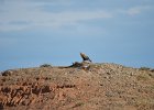 Steppebuizerd (Steppe buzzard)(buteo buteo vulpinus) - Bayanzag 19-08-2016 (6)